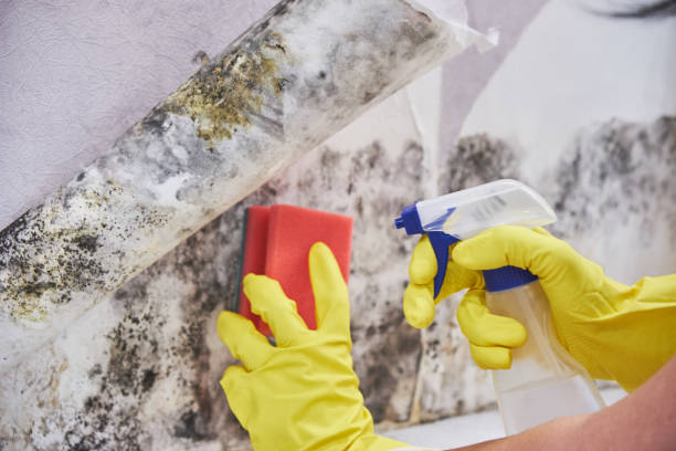 Trusted Mcchord Af, WA Mold Removal Experts